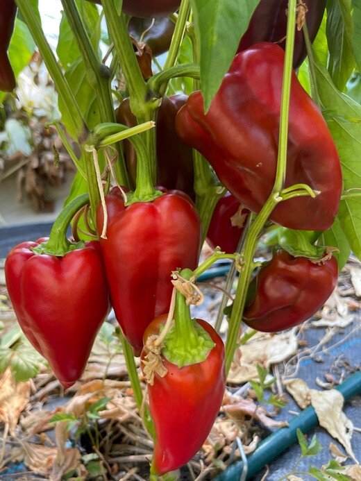 Paprika Karmen Bio Paprikasamen Samenfest